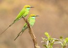 Linda Jackson - Green Bee Eaters India - Wildlife